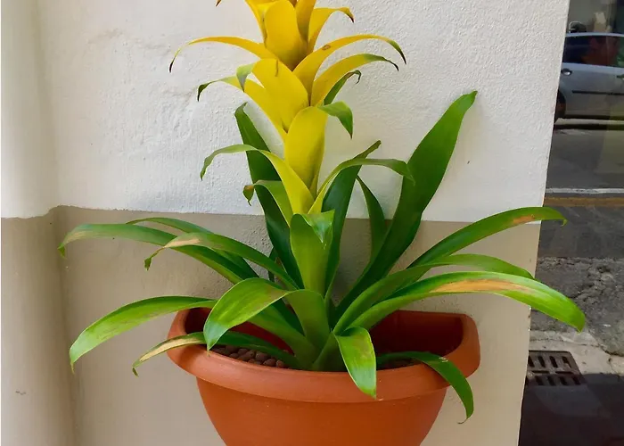 Oda ve Kahvaltı 5 Keys Pisa